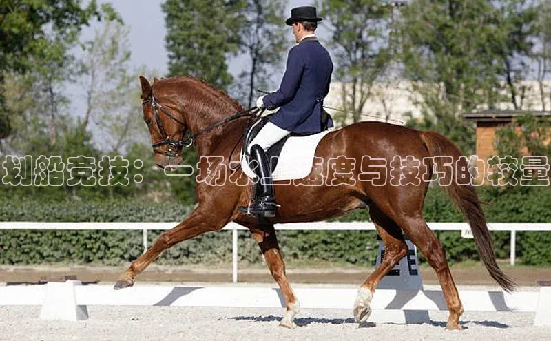 划船竞技：一场水上速度与技巧的较量